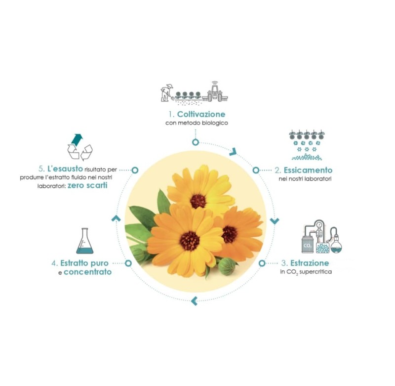 Calendula